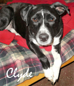 Adopt Clyde